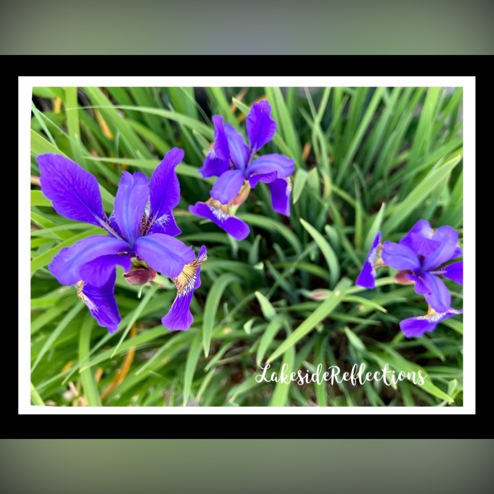 “Oriental Iris”